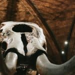 Are mobile marketing agencies relevant in 2019?